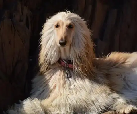 Can you believe it? The dog has the character of the master