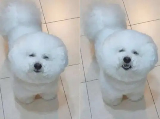 The dog wakes up at night to eat