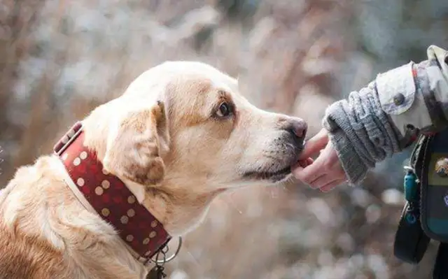 Get this dog food guide to keep hairy kids healthy