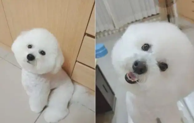 The dog wakes up at night to eat