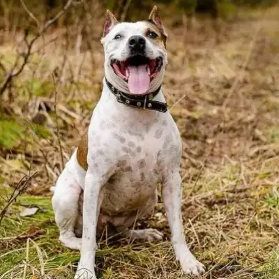 Can you believe it? The dog has the character of the master
