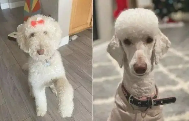 Having the husband take the dog to the beauty parlour, the dog came home to top the