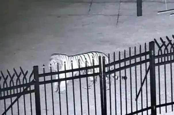 It's scary! The dog's head is missing