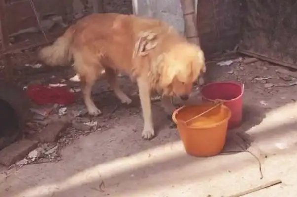 The dog is bound by the master, the woman helps the dog, but her actions are challenged by many netizens