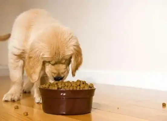 Get this dog food guide to keep hairy kids healthy