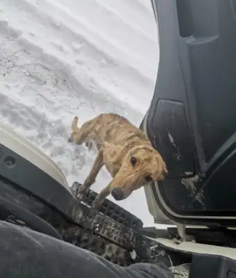 The truck driver saved the Mayi Dog in the snow