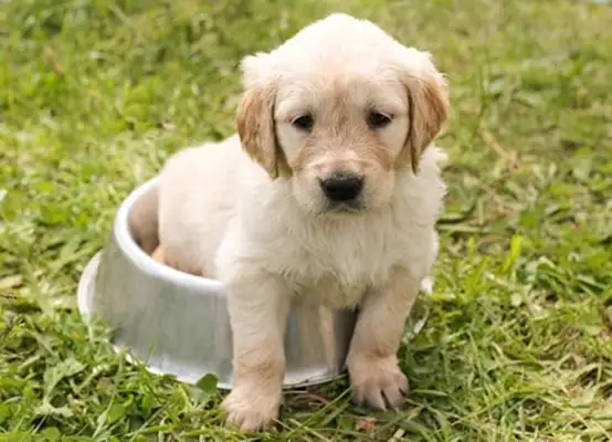 Get this dog food guide to keep hairy kids healthy