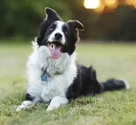 Can you believe it? The dog has the character of the master