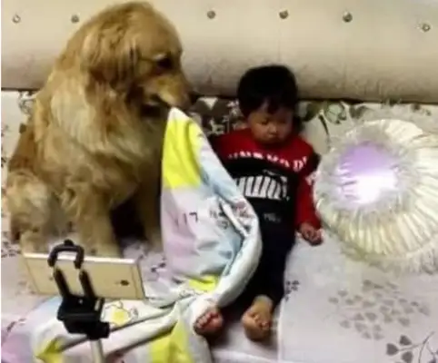 The little master lies on the couch and sleeps, and the golden doggy caressssses the master's house with his front paws