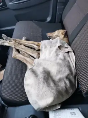 The truck driver saved the Mayi Dog in the snow