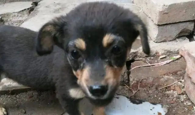 The stray dog was lying under the tree, sleeping, and being thrown into the pit without cause, the dog was waiting for help