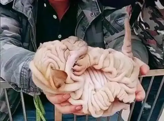 Go to the dog market. Someone's selling a bunch of pigs' intestines
