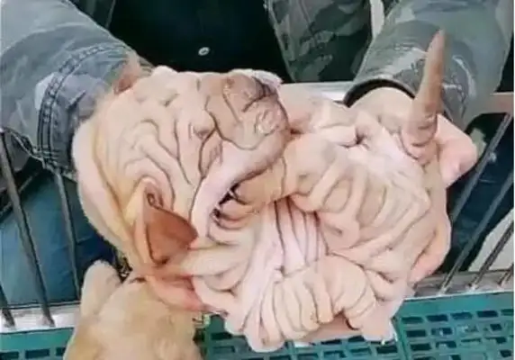 Go to the dog market. Someone's selling a bunch of pigs' intestines