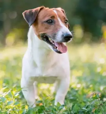Can you believe it? The dog has the character of the master