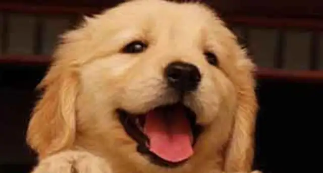 A missing pet dog case
