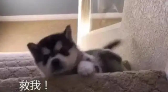 Little Hasty, get down the stairs and your mother will see you in a cold face