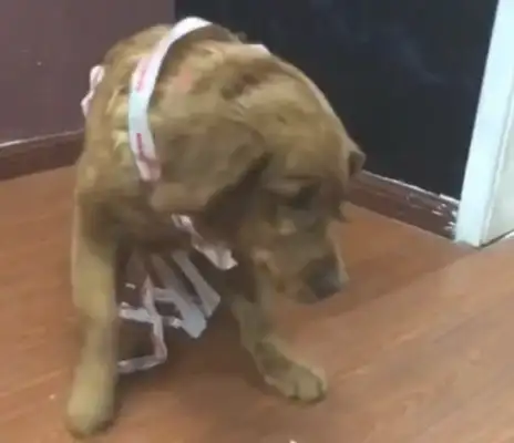 In order to avoid the golden dog, the master stuck it to the ground