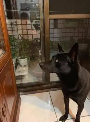 Dogs don't sleep at night, grab the kids they just caught, he can't give up
