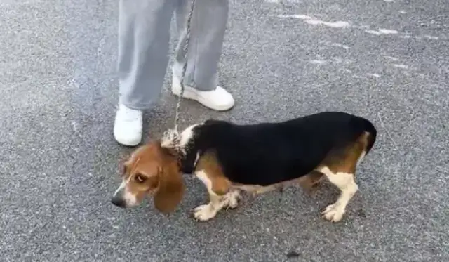 It's not easy for a dog to trade in his neck