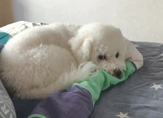 It's worse than the bear's already on the bed