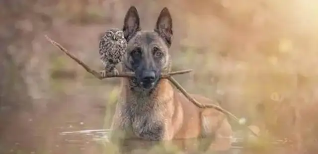 Little owl and Big Dog's interracial friendship