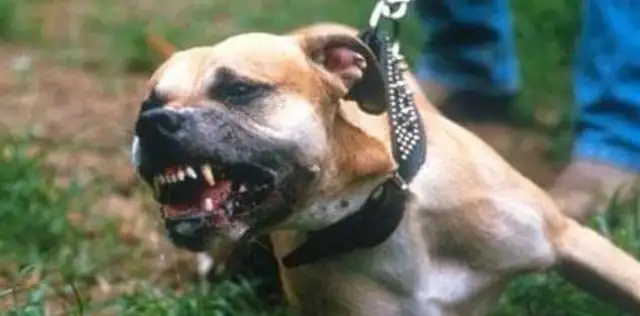 New York City's man-in-the-dog assault is sentenced to a July fine of 15,000