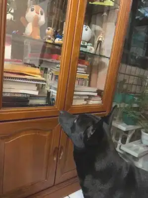 Dogs don't sleep at night, grab the kids they just caught, he can't give up