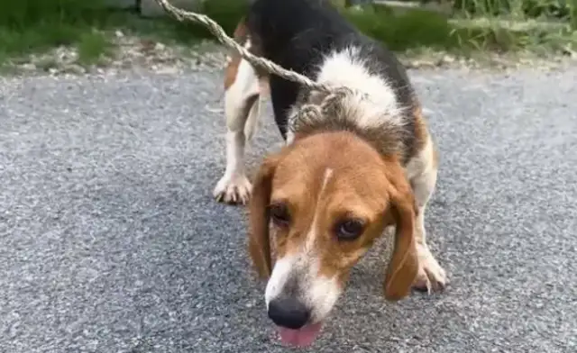 It's not easy for a dog to trade in his neck