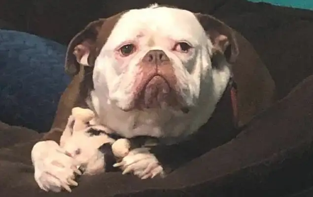 Dogs are said to be a little bit like queens of pigs, 8230; children are shut down