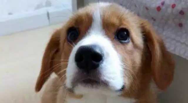 Koki gave birth to a baby dog and the owner threw away two