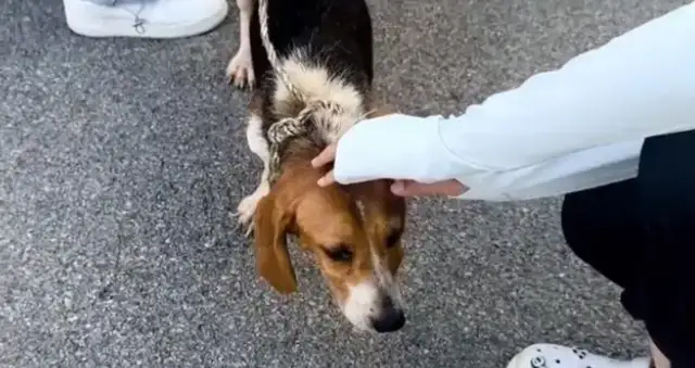 It's not easy for a dog to trade in his neck