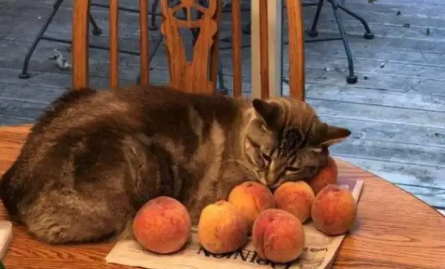 What makes a cat unresistible is a peach with a mysterious breath