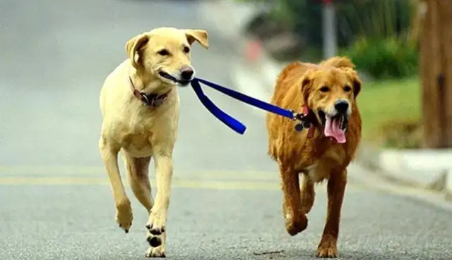 The dog's got no leash, he's got a car