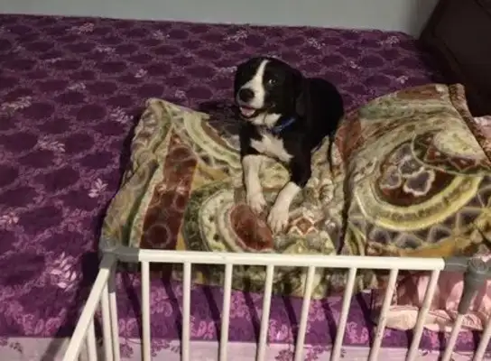 Thirty-three dogs were charged, but the staff came in and looked surprised: it was so comfortable