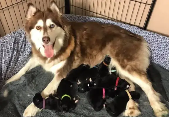 Alaska was 72 days pregnant, but not yet