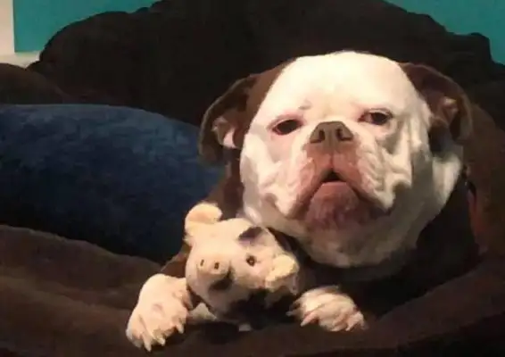 Dogs are said to be a little bit like queens of pigs, 8230; children are shut down