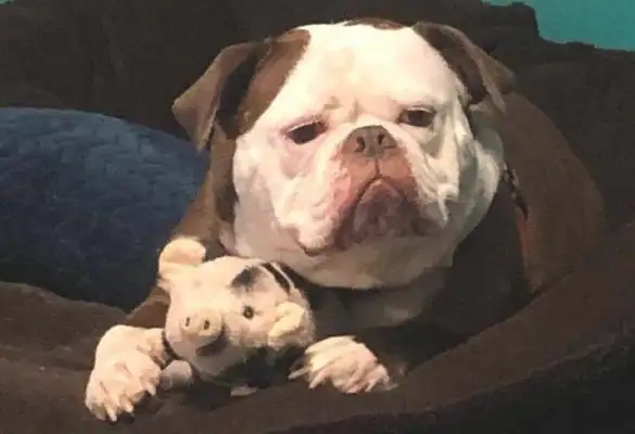 Dogs are said to be a little bit like queens of pigs, 8230; children are shut down