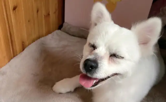 Dirty dog, changed by a roasted intestine, brought home and kept by his master every day