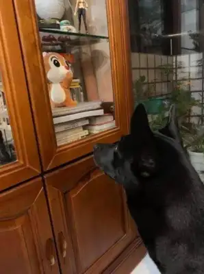 Dogs don't sleep at night, grab the kids they just caught, he can't give up