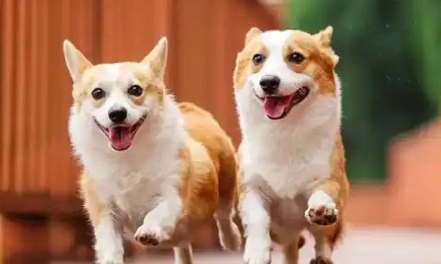 The divorcee will leave the dog with $100,000