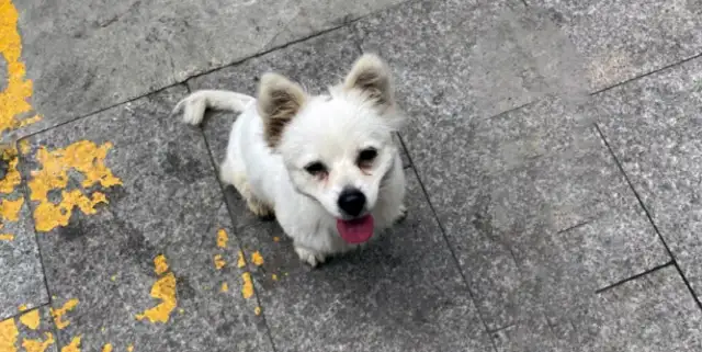 Dirty dog, changed by a roasted intestine, brought home and kept by his master every day