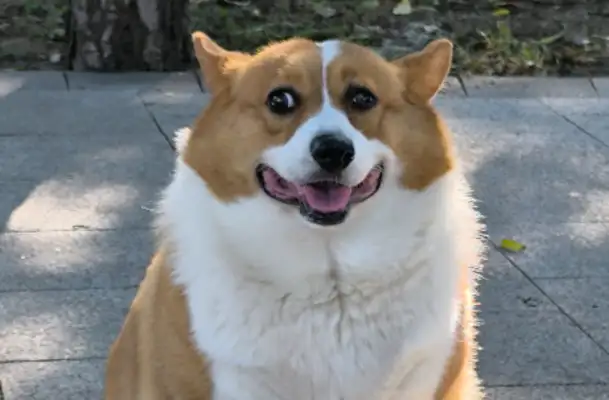 The divorcee will leave the dog with $100,000