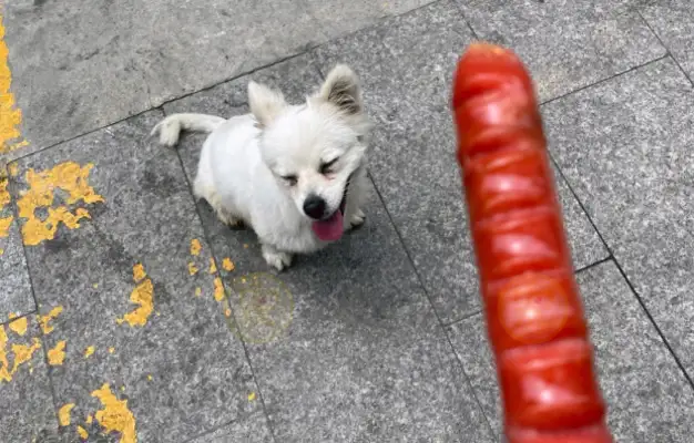 Dirty dog, changed by a roasted intestine, brought home and kept by his master every day
