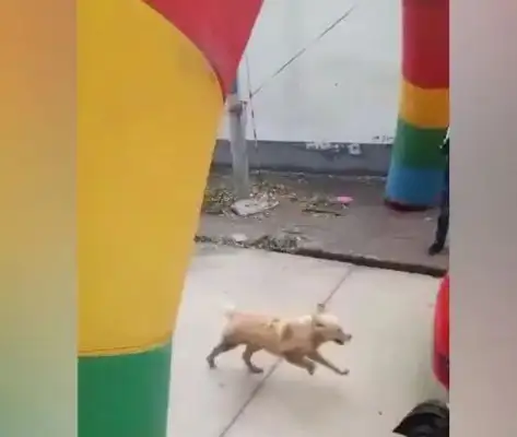 The hostess marry, the dog stops the car and leaves herself