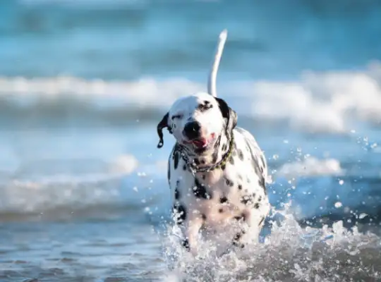 "The pet dog was killed at home" was a hot spot for disease control