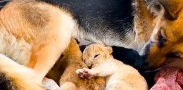 The German shepherd became the mother of two little lions
