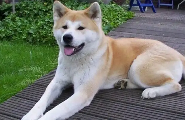The Akitas didn't care enough to cross the river and bite three people