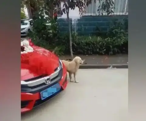 The hostess marry, the dog stops the car and leaves herself