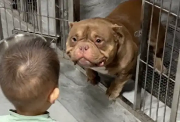 Looks like a ferocious bulldog, but he's very gentle with the kids, and he's got eyes on him: Touch me