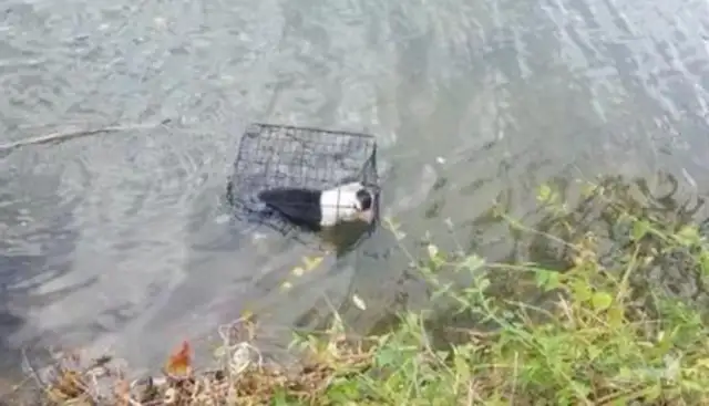The dog was thrown into a cold lake, bleeding all over his mouth, and the body suffered from severe temperature loss